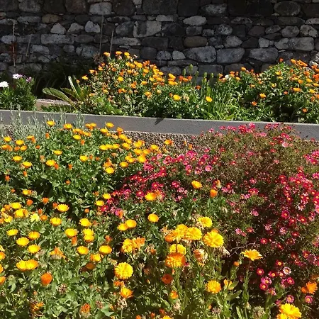 Girasol *